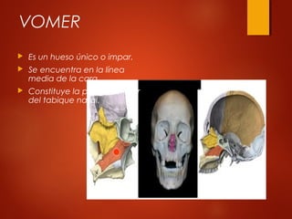 VOMER
 Es un hueso único o impar.
 Se encuentra en la línea
media de la cara.
 Constituye la parte posterior
del tabique nasal.
 