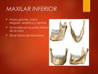 MAXILAR INFERIOR
 Hueso grande, único,
irregular, simétrico y central.
 Se localiza en la parte inferior
de la cara.
 Tiene forma de herradura.
 