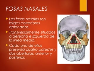 FOSAS NASALES
 Las fosas nasales son
largos corredores
aplanados.
 Transversalmente situados
a derecha e izquierda de
la línea media.
 Cada una de ellos
presenta cuatro paredes y
dos aberturas, anterior y
posterior.
 