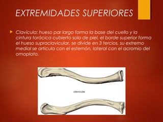 EXTREMIDADES SUPERIORES
 Clavícula: hueso par largo forma la base del cuello y la
cintura torácica cubierto solo de piel, el borde superior forma
el hueso supraclavicular, se divide en 3 tercios, su extremo
medial se articula con el esternón, lateral con el acromio del
omoplato.
 