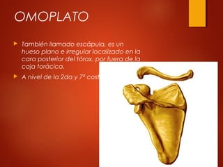 OMOPLATO
 También llamado escápula, es un
hueso plano e irregular localizado en la
cara posterior del tórax, por fuera de la
caja torácica.
 A nivel de la 2da y 7ª costillas
 