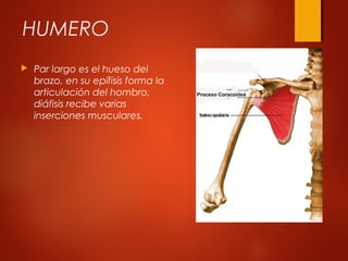 HUMERO
 Par largo es el hueso del
brazo, en su epífisis forma la
articulación del hombro,
diáfisis recibe varias
inserciones musculares.
 