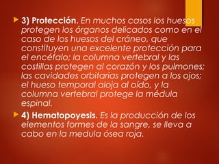  3) Protección. En muchos casos los huesos
protegen los órganos delicados como en el
caso de los huesos del cráneo, que
constituyen una excelente protección para
el encéfalo; la columna vertebral y las
costillas protegen al corazón y los pulmones;
las cavidades orbitarias protegen a los ojos;
el hueso temporal aloja al oído, y la
columna vertebral protege la médula
espinal.
 4) Hematopoyesis. Es la producción de los
elementos formes de la sangre, se lleva a
cabo en la medula ósea roja.
 