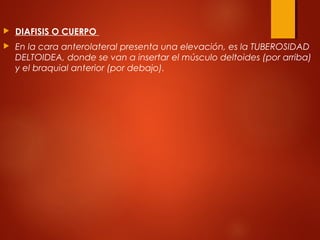  DIAFISIS O CUERPO
 En la cara anterolateral presenta una elevación, es la TUBEROSIDAD
DELTOIDEA, donde se van a insertar el músculo deltoides (por arriba)
y el braquial anterior (por debajo).
 