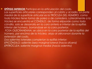 EPÍFISIS INFERIOR Participa en la articulación del codo.
Las superficies articulares corresponden al cúbito y al radio. La parte
medial de la superficie articular es la TRÓCLEA DEL HÚMERO, como
toda tróclea tiene forma de polea o de corredera. Lateralmente a la
tróclea se encuentra el CÓNDILO, de forma elipsoide como todo
cóndilo, solo se desarrolla en la cara anterio e inferior de la epífisis
inferior del húmero, borrandose en la cara posterior.
FOSA OLECRANEANA: se ubica en la cara posterior de la epífisis del
húmero, por encima de la tróclea, aloja al olécranon durante la
extensión del codo.
Dos salientes laterales completan la epífisis inferior:
EPICÓNDILO: saliente ósea marginal lateral (hacia afuera)
EPITRÓCLEA: saliente marginal medial (hacia adentro)
 