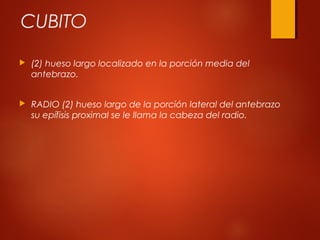 CUBITO
 (2) hueso largo localizado en la porción media del
antebrazo.
 RADIO (2) hueso largo de la porción lateral del antebrazo
su epífisis proximal se le llama la cabeza del radio.
 