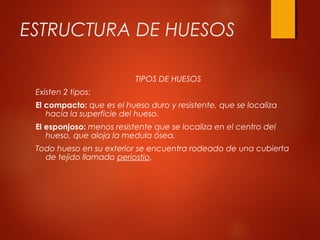 ESTRUCTURA DE HUESOS
TIPOS DE HUESOS
Existen 2 tipos:
El compacto: que es el hueso duro y resistente, que se localiza
hacia la superficie del hueso.
El esponjoso: menos resistente que se localiza en el centro del
hueso, que aloja la medula ósea.
Todo hueso en su exterior se encuentra rodeado de una cubierta
de tejido llamado periostio.
 