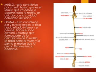  MUSLO.- esta constituido
por un solo hueso que es el
fémur, que va desde la
cadera hasta la rodilla, se
articula con la cavidad
cotiloidea del ilíaco.
 PIERNA.- esta constituida
por 2 huesos largos: la tibia
hacia el lado interno y el
peroné, hacia el lado
externo. La rotula que
forma parte de la
articulación de la rodilla,
se halla entre el muslo y la
pierna e impide que la
pierna flexione hacia
adelante.
 