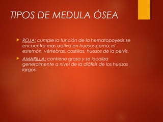 TIPOS DE MEDULA ÓSEA
 ROJA: cumple la función de la hematopoyesis se
encuentra mas activa en huesos como; el
esternón, vértebras, costillas, huesos de la pelvis.
 AMARILLA: contiene grasa y se localiza
generalmente a nivel de la diáfisis de los huesos
largos.
 