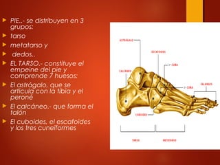  PIE..- se distribuyen en 3
grupos:
 tarso
 metatarso y
 dedos..
 EL TARSO.- constituye el
empeine del pie y
comprende 7 huesos:
 El astrágalo, que se
articula con la tibia y el
peroné
 El calcáneo.- que forma el
talón
 El cuboides, el escafoides
y los tres cuneiformes
 