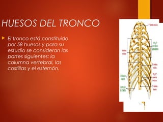 HUESOS DEL TRONCO
 El tronco está constituido
por 58 huesos y para su
estudio se consideran las
partes siguientes: la
columna vertebral, las
costillas y el esternón.
 