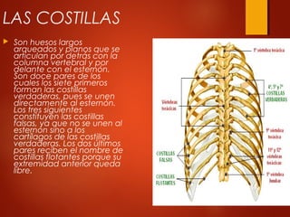 LAS COSTILLAS
 Son huesos largos
arqueados y planos que se
articulan por detrás con la
columna vertebral y por
delante con el esternón.
Son doce pares de los
cuales los siete primeros
forman las costillas
verdaderas, pues se unen
directamente al esternón.
Los tres siguientes
constituyen las costillas
falsas, ya que no se unen al
esternón sino a los
cartílagos de las costillas
verdaderas. Los dos últimos
pares reciben el nombre de
costillas flotantes porque su
extremidad anterior queda
libre.
 