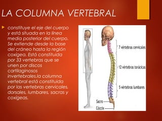 LA COLUMNA VERTEBRAL
 constituye el eje del cuerpo
y está situada en la línea
media posterior del cuerpo.
Se extiende desde la base
del cráneo hasta la región
coxígea. Está constituida
por 33 vertebras que se
unen por discos
cartilaginosos
invertebrales.la columna
vertebral está constituida
por las vertebras cervicales,
dorsales, lumbares, sacras y
coxígeas.
 