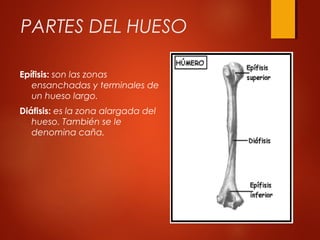 PARTES DEL HUESO
Epífisis: son las zonas
ensanchadas y terminales de
un hueso largo.
Diáfisis: es la zona alargada del
hueso. También se le
denomina caña.
 