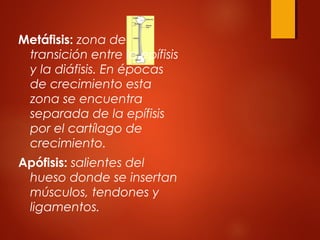Metáfisis: zona de
transición entre la epífisis
y la diáfisis. En épocas
de crecimiento esta
zona se encuentra
separada de la epífisis
por el cartílago de
crecimiento.
Apófisis: salientes del
hueso donde se insertan
músculos, tendones y
ligamentos.
 