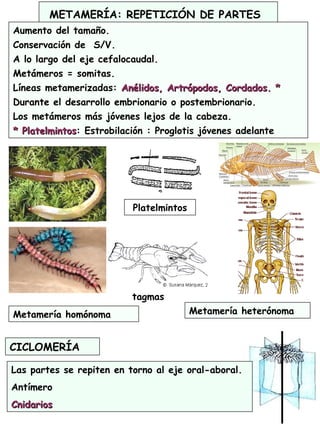 10
METAMERÍA: REPETICIÓN DE PARTES
Aumento del tamaño.
Conservación de S/V.
A lo largo del eje cefalocaudal.
Metámeros = somitas.
Líneas metamerizadas: Anélidos, Artrópodos, Cordados. *Anélidos, Artrópodos, Cordados. *
Durante el desarrollo embrionario o postembrionario.
Los metámeros más jóvenes lejos de la cabeza.
* Platelmintos* Platelmintos: Estrobilación : Proglotis jóvenes adelante
Metamería homónoma Metamería heterónoma
tagmas
CICLOMERÍA
Las partes se repiten en torno al eje oral-aboral.
Antímero
CnidariosCnidarios
Platelmintos
 