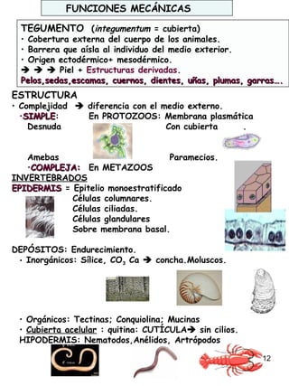 12
FUNCIONES MECÁNICAS
TEGUMENTO (integumentum = cubierta)
• Cobertura externa del cuerpo de los animales.
• Barrera que aísla al individuo del medio exterior.
• Origen ectodérmico+ mesodérmico.
   Piel + Estructuras derivadas.
Pelos,sedas,escamas, cuernos, dientes, uñas, plumas, garras….Pelos,sedas,escamas, cuernos, dientes, uñas, plumas, garras….
ESTRUCTURA
• Complejidad  diferencia con el medio externo.
•SIMPLESIMPLE: En PROTOZOOS: Membrana plasmática
Desnuda Con cubierta .
Amebas Paramecios.
•COMPLEJA:COMPLEJA: En METAZOOS
INVERTEBRADOS
EPIDERMISEPIDERMIS = Epitelio monoestratificado
Células columnares.
Células ciliadas.
Células glandulares
Sobre membrana basal.
DEPÓSITOS: Endurecimiento.
• Inorgánicos: Sílice, CO3 Ca  concha.Moluscos.
• Orgánicos: Tectinas; Conquiolina; Mucinas
• Cubierta acelular : quitina: CUTÍCULA sin cilios.
HIPODERMIS: Nematodos,Anélidos, Artrópodos
 
