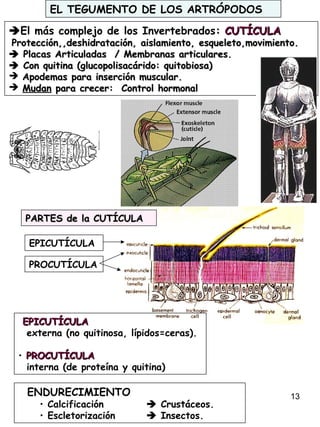 13
EL TEGUMENTO DE LOS ARTRÓPODOS
El más complejo de los Invertebrados:: CUTÍCULACUTÍCULA
Protección,,deshidratación, aislamiento, esqueleto,movimiento.Protección,,deshidratación, aislamiento, esqueleto,movimiento.
 Placas Articuladas / Membranas articulares.Placas Articuladas / Membranas articulares.
 Con quitina (glucopolisacárido: quitobiosa)Con quitina (glucopolisacárido: quitobiosa)
 Apodemas para inserción muscular.Apodemas para inserción muscular.
 MudanMudan para crecer: Control hormonalpara crecer: Control hormonal
EPICUTÍCULA
PROCUTÍCULA
PARTES de la CUTÍCULAPARTES de la CUTÍCULA
EPICUTÍCULAEPICUTÍCULA
externa (no quitinosa, lípidos=ceras).
• PROCUTÍCULAPROCUTÍCULA
interna (de proteína y quitina)
ENDURECIMIENTO
• Calcificación  Crustáceos.
• Escletorización  Insectos.
 