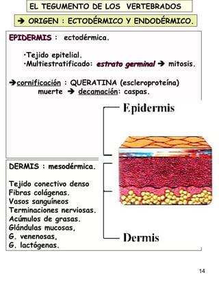 14
EL TEGUMENTO DE LOS VERTEBRADOS
 ORIGEN : ECTODÉRMICO Y ENDODÉRMICO.
EPIDERMISEPIDERMIS : ectodérmica.
•Tejido epitelial.
•Multiestratificado: estrato germinalestrato germinal  mitosis.
cornificación : QUERATINA (escleroproteína)
muerte  decamación: caspas.
DERMIS : mesodérmica.DERMIS : mesodérmica.
Tejido conectivo denso
Fibras colágenas.
Vasos sanguíneos
Terminaciones nerviosas.
Acúmulos de grasas.
Glándulas mucosas,
G. venenosas,
G. lactógenas.
 
