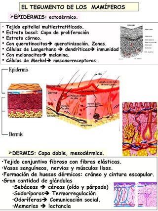 16
EL TEGUMENTO DE LOS MAMÍFEROS
•Tejido conjuntivo fibroso con fibras elásticas.
•Vasos sanguíneos, nervios y músculos lisos.
•Formación de huesos dérmicos: cráneo y cintura escapular.
•Gran cantidad de glándulas
•Sebáceas  céreas (oído y párpado)
•Sudoríparas Termorregulación
•Odoríferas Comunicación social.
•Mamarias  lactancia
DERMIS: Capa doble, mesodérmica.
EPIDERMIS: ectodérmico.
• Tejido epitelial multiestratificado.
 Estrato basal: Capa de proliferación
 Estrato córneo.
 Con queratinocitos queratinización. Zonas.
 Células de Langerhans  dendríticas inmunidad
 Con melanocitos melanina.
 Células de Merkel mecanorreceptoras.
 