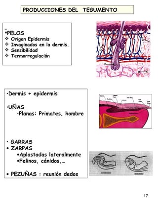 17
PELOS
 Origen Epidermis
 Invaginados en la dermis.
 Sensibilidad
 Termorregulación
•Dermis + epidermis
•UÑAS
•Planas: Primates, hombre
• GARRAS
• ZARPAS
•Aplastadas lateralmente
•Felinos, cánidos,…
• PEZUÑAS : reunión dedos
PRODUCCIONES DEL TEGUMENTO
 