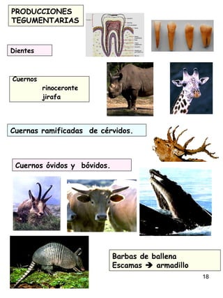 18
PRODUCCIONES
TEGUMENTARIAS
Cuernas ramificadas de cérvidos.
Barbas de ballena
Escamas  armadillo
Cuernos
rinoceronte
jirafa
Dientes
Cuernos óvidos y bóvidos.
 