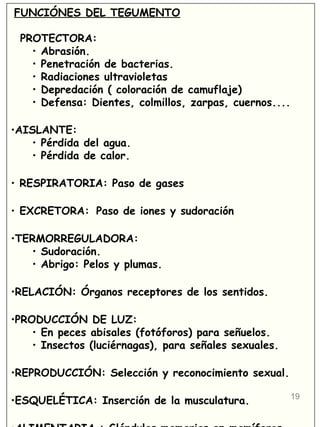 19
FUNCIÓNES DEL TEGUMENTO
PROTECTORA:
• Abrasión.
• Penetración de bacterias.
• Radiaciones ultravioletas
• Depredación ( coloración de camuflaje)
• Defensa: Dientes, colmillos, zarpas, cuernos....
•AISLANTE:
• Pérdida del agua.
• Pérdida de calor.
• RESPIRATORIA: Paso de gases
• EXCRETORA: Paso de iones y sudoración
•TERMORREGULADORA:
• Sudoración.
• Abrigo: Pelos y plumas.
•RELACIÓN: Órganos receptores de los sentidos.
•PRODUCCIÓN DE LUZ:
• En peces abisales (fotóforos) para señuelos.
• Insectos (luciérnagas), para señales sexuales.
•REPRODUCCIÓN: Selección y reconocimiento sexual.
•ESQUELÉTICA: Inserción de la musculatura.
 