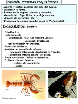 20
Soporte y sostén mecánico del peso del cuerpo.
• Mantener la forma.
• Protección de órganos blandos y delicados.
• Movimiento: Superficies de anclaje muscular.
• Almacén de sustancias Ca, P.
• Producción de células (glóbulos rojos en Vertebrados).
EXOSQUELETOS. Externos
• Ectodérmicos.
• Endurecimiento
•Calcificación: (CO3 Ca) masivoCorales,
• Moluscos, Crustáceos
•Esclerotización  Insectos.
• Protección eficiente.
• Movimiento: inserción de músculos.
• Repliegues interiores: Apodemas: Artrópodos.
• Superficie interna concha: Moluscos.
• Placas articuladas: Valvas o segmentos.
• Problemas de crecimiento:
-Estrías de crecimiento.
- Mudas
FUNCIÓN SISTEMAS ESQUELÉTICOS.
 
