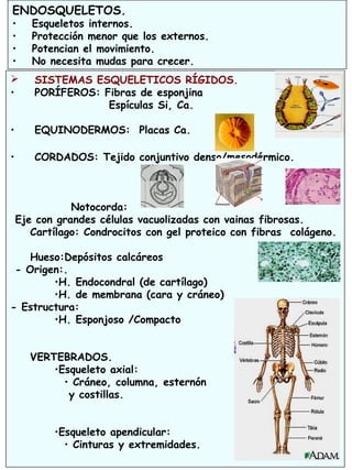 21
 SISTEMAS ESQUELETICOS RÍGIDOS.
• PORÍFEROS: Fibras de esponjina
Espículas Si, Ca.
• EQUINODERMOS: Placas Ca.
• CORDADOS: Tejido conjuntivo denso/mesodérmico.
Notocorda:
Eje con grandes células vacuolizadas con vainas fibrosas.
Cartílago: Condrocitos con gel proteico con fibras colágeno.
Hueso:Depósitos calcáreos
- Origen:.
•H. Endocondral (de cartílago)
•H. de membrana (cara y cráneo)
- Estructura:
•H. Esponjoso /Compacto
VERTEBRADOS.
•Esqueleto axial:
• Cráneo, columna, esternón
y costillas.
•Esqueleto apendicular:
• Cinturas y extremidades.
ENDOSQUELETOS.
• Esqueletos internos.
• Protección menor que los externos.
• Potencian el movimiento.
• No necesita mudas para crecer.
 