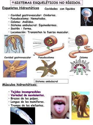 22
Esqueletos Hidrostáticos
• Cavidad gastrovascular: Cnidarios.
• Pseudoceloma: Nematodos.
• Celoma: Anélidos.
• Sistema ambulacral: Equinodermos.
• Sostén : forma.
• Locomoción: Transmiten la fuerza muscular.
Músculos hidrostáticos:
• Tejidos incompresiblesTejidos incompresibles
• Variedad de movimientos.Variedad de movimientos.
• Brazos de los pulpos.
• Lengua de los mamíferos.
• Trompa de los elefantes.
SISTEMAS ESQUELÉTICOS NO RÍGIDOS.
Sistema ambulacral
Pseudoceloma CelomaCavidad gastrovascular
Cavidades con líquidos
 