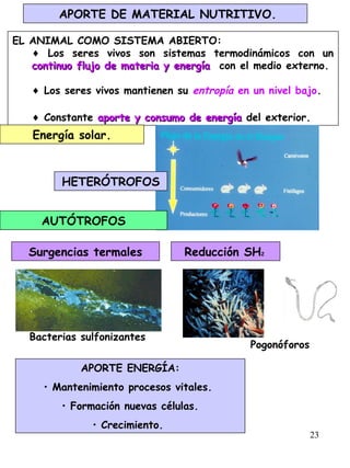 23
APORTE DE MATERIAL NUTRITIVO.
EL ANIMAL COMO SISTEMA ABIERTO:
♦ Los seres vivos son sistemas termodinámicos con un
continuo flujo de materia y energíacontinuo flujo de materia y energía con el medio externo.
♦ Los seres vivos mantienen su entropía en un nivel bajo.
♦ Constante aporte y consumo de energíaaporte y consumo de energía del exterior.
AUTÓTROFOS
HETERÓTROFOS
Bacterias sulfonizantes
Pogonóforos
Surgencias termales
Energía solar.
Reducción SH2
APORTE ENERGÍA:
• Mantenimiento procesos vitales.
• Formación nuevas células.
• Crecimiento.
 