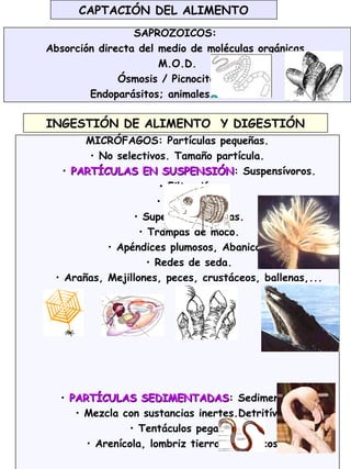 24
CAPTACIÓN DEL ALIMENTO
SAPROZOICOS:
Absorción directa del medio de moléculas orgánicas.
M.O.D.
Ósmosis / Picnocitosis.
Endoparásitos; animales acuáticos.
INGESTIÓN DE ALIMENTO Y DIGESTIÓN
MICRÓFAGOS: Partículas pequeñas.
• No selectivos. Tamaño partícula.
• PARTÍCULAS EN SUSPENSIÓNPARTÍCULAS EN SUSPENSIÓN: Suspensívoros.
• Filtración.
• Corrientes
• Superficies ciliadas.
• Trampas de moco.
• Apéndices plumosos, Abanicos.
• Redes de seda.
• Arañas, Mejillones, peces, crustáceos, ballenas,...
• PARTÍCULAS SEDIMENTADASPARTÍCULAS SEDIMENTADAS: Sedimentívoros.
• Mezcla con sustancias inertes.Detritívoros.
• Tentáculos pegajosos.
• Arenícola, lombriz tierra, flamencos...
 