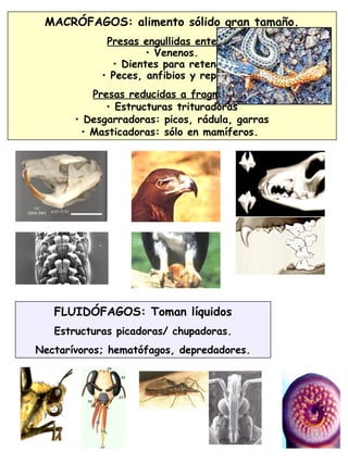 25
MACRÓFAGOS: alimento sólido gran tamaño.
Presas engullidas enteras.
• Venenos.
• Dientes para retener:
• Peces, anfibios y reptiles.
Presas reducidas a fragmentos.
• Estructuras trituradoras
• Desgarradoras: picos, rádula, garras
• Masticadoras: sólo en mamíferos.
FLUIDÓFAGOS: Toman líquidos
Estructuras picadoras/ chupadoras.
Nectarívoros; hematófagos, depredadores.
 