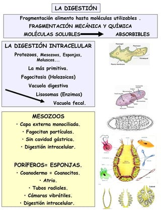26
LA DIGESTIÓN
Fragmentación alimento hasta moléculas utilizables .
FRAGMENTACIÓN MECÁNICA Y QUÍMICA
MOLÉCULAS SOLUBLES ABSORBIBLES
LA DIGESTIÓN INTRACELULAR
Protozoos, Mesozoos, Esponjas,
Moluscos...
La más primitiva.
Fagocitosis (Holozoicos)
Vacuola digestiva
Lisosomas (Enzimas)
Vacuola fecal.
MESOZOOS
• Capa externa monociliada.
• Fagocitan partículas.
• Sin cavidad gástrica.
• Digestión intracelular.
PORíFEROS= ESPONJAS.
• Coanodermo = Coanocitos.
• Atrio.
• Tubos radiales.
• Cámaras vibrátiles.
• Digestión intracelular.
 