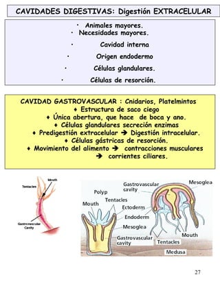 27
CAVIDADES DIGESTIVAS: Digestión EXTRACELULAR
• Animales mayores.
• Necesidades mayores.
• Cavidad interna
• Origen endodermo
• Células glandulares.
• Células de resorción.
CAVIDAD GASTROVASCULAR : Cnidarios, Platelmintos
♦ Estructura de saco ciego
♦ Única abertura, que hace de boca y ano.
♦ Células glandulares secreción enzimas
♦ Predigestión extracelular  Digestión intracelular.
♦ Células gástricas de resorción.
♦ Movimiento del alimento  contracciones musculares
 corrientes ciliares.
 