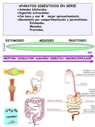 28
APARATOS DIGESTIVOS EN SERIE
♦Animales bilaterales.
♦Digestión extracelular.
♦Con boca y ano  mejor aprovechamiento.
♦Movimiento por compartimentación y peristaltismo.
Estomodeo.
Mesodeo.
Proctodeo.
ESTOMODEO MESODEO PROCTODEO
B
O
C
A
ANO
RECPTOR/ CONDUCTOR/ ALMACEN/ DIGESTIV/ ABSORCI/EXPULSOR
 