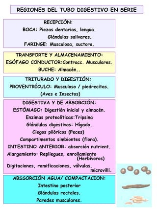 29
REGIONES DEL TUBO DIGESTIVO EN SERIE
RECEPCIÓN:
BOCA: Piezas dentarias, lengua.
Glándulas salivares.
FARINGE: Musculosa, suctora.
TRANSPORTE Y ALMACENAMIENTO:
ESÓFAGO CONDUCTOR:Contracc. Musculares.
BUCHE: Almacén..
TRITURADO Y DIGESTIÓN:
PROVENTRÍCULO: Musculoso / piedrecitas.
(Aves e Insectos)
DIGESTIVA Y DE ABSORCIÓN:
ESTÓMAGO: Digestión inicial y almacén.
Enzimas proteolíticas:Tripsina
Glándulas digestivas: Hígado.
Ciegos pilóricos (Peces)
Compartimentos simbiontes (flora).
INTESTINO ANTERIOR: absorción nutrient.
Alargamiento: Repliegues, enrollamiento
(Herbívoros)
Digitaciones, ramificaciones, válvulas,
microvilli.
ABSSORCIÓN AGUA/ COMPACTACION:
Intestino posterior
Glándulas rectales.
Paredes musculares.
 