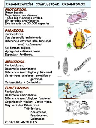 3
ORGANIZACIÓN COMPLEJIDAD ORGANISMOS
PROTOZOOSPROTOZOOS..
Grupo fuente
Organismos unicelulares.
Todas las funciones vitales.
Sin estados embrionarios.
Existen más de 30.000 especies.
PARAZOOSPARAZOOS..
Pluricelulares.
Con desarrollo embrionario.
Diferencia estirpes sólo funcional
somática/germinal
No forman tejidos.
Agregados celulares laxos.
Esponjas= Poriferos.
MESOZOOS.MESOZOOS.
Pluricelulares.
Desarrollo embrionario
Diferencia morfológica y funcional
de estirpes celulares: somática y
germinal.
Ortonectidos / Diciemidos
EUMETAZOOS.EUMETAZOOS.
Pluricelulares
Desarrollo embrionario.
Diferencia morfológica/ funcional
Organización tisular: Varios tipos.
Muy variados Diblásticos
Triblásticos.
Acelomados,
Pseudocelom.
Celomados.
RESTO DE ANIMALES
 