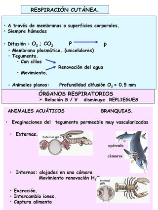 RESPIRACIÓN CUTÁNEA.
• A través de membranas o superficies corporales.
• Siempre húmedas
• Difusión : O2 ; CO2 P p
• Membrana plasmática. (unicelulares)
• Tegumento.
• Con cilios
Renovación del agua
• Movimiento.
• Animales planos: Profundidad difusión O2 = 0.5 mm
ÓRGANOS RESPIRATORIOS
 Relación S / V disminuye REPLIEGUES
ANIMALES ACUÁTICOS BRANQUIAS.
• Evaginaciones del tegumento permeable muy vascularizadas
• Externas.
• Internas: alojadas en una cámara
Movimiento renovación H2O
• Excreción.
• Intercambio iones.
• Captura alimento
opérculo
cámaras
 