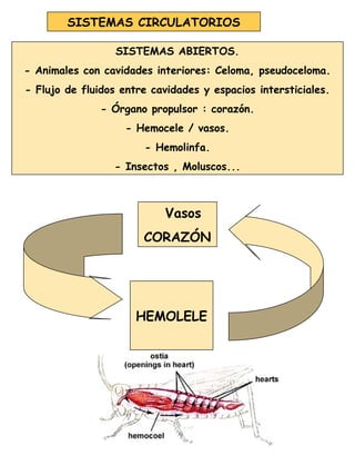 SISTEMAS CIRCULATORIOS
SISTEMAS ABIERTOS.
- Animales con cavidades interiores: Celoma, pseudoceloma.
- Flujo de fluidos entre cavidades y espacios intersticiales.
- Órgano propulsor : corazón.
- Hemocele / vasos.
- Hemolinfa.
- Insectos , Moluscos...
Vasos
CORAZÓN
HEMOLELE
 