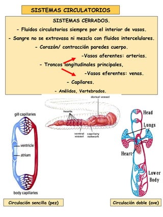 SISTEMAS CIRCULATORIOS
SISTEMAS CERRADOS.
- Fluidos circulatorios siempre por el interior de vasos.
- Sangre no se extravasa ni mezcla con fluidos intercelulares.
- Corazón/ contracción paredes cuerpo.
-Vasos aferentes: arterias.
- Troncos longitudinales principales,
-Vasos eferentes: venas.
- Capilares.
- Anélidos, Vertebrados.
Circulación sencilla (pez) Circulación doble (ave)
 