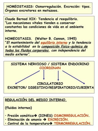 37
HOMEOSTASIS: Osmorregulación. Excreción: tipos.
Órganos excretores en metazoos.
Claude Bernad XIX: Tendencia al reequilibrio.
“Los mecanismos vitales tienden a conservar
constantes las condiciones de vida en el ambiente
interno.
HOMEOSTASIS. (Walter B. Cannon, 1945)
“El mantenimiento del equilibrio interno y la tendencia
a la estabilidad en la composición fisico-química de
todos los fluidos corporales, con independencia del
medio externo”.
SISTEMA NERVIOSO / SISTEMA ENDOCRINO
COORDINAN
CIRCULATORIO
EXCRETOR/ DIGESTIVO/RESPIRATORIO/CUBIERTA
REGULACIÓN DEL MEDIO INTERNO.
(fluidos internos)
• Presión osmótica (IONES) OSMORREGULACIÓN.
• Eliminación de amonio  EXCRECIÓN.
• Control de la temperatura TERMORREGULACIÓN.
 