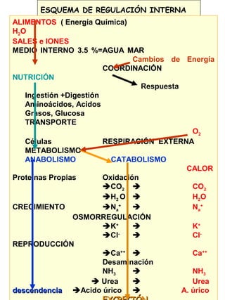 38
ESQUEMA DE REGULACIÓN INTERNA
ALIMENTOS ( Energía Química)
H2O
SALES e IONES
MEDIO INTERNO 3.5 %=AGUA MAR
Cambios de Energía
COORDINACIÓN
NUTRICIÓN
Respuesta
Ingestión +Digestión
Aminoácidos, Acidos
Grasos, Glucosa
TRANSPORTE
O2
Células RESPIRACIÓN EXTERNA
METABOLISMO
ANABOLISMO CATABOLISMO
CALOR
Proteínas Propias Oxidación
CO2  CO2
H2 O  H2O
CRECIMIENTO Na
+
 Na
+
OSMORREGULACIÓN
K+
 K+
Cl-
 Cl-
REPRODUCCIÓN
Ca++
 Ca++
Desaminación
NH3  NH3
 Urea  Urea
descendenciadescendencia Acido úrico  A. úrico
 