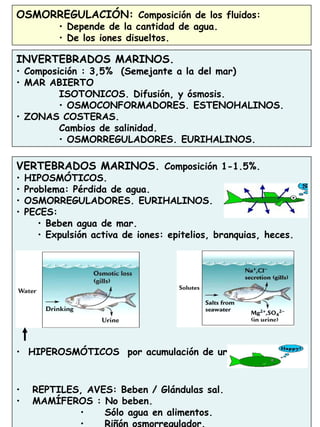 39
OSMORREGULACIÓN: Composición de los fluidos:
• Depende de la cantidad de agua.
• De los iones disueltos.
INVERTEBRADOS MARINOS.
• Composición : 3,5% (Semejante a la del mar)
• MAR ABIERTO
ISOTONICOS. Difusión, y ósmosis.
• OSMOCONFORMADORES. ESTENOHALINOS.
• ZONAS COSTERAS.
Cambios de salinidad.
• OSMORREGULADORES. EURIHALINOS.
VERTEBRADOS MARINOS. Composición 1-1.5%.
• HIPOSMÓTICOS.
• Problema: Pérdida de agua.
• OSMORREGULADORES. EURIHALINOS.
• PECES:
• Beben agua de mar.
• Expulsión activa de iones: epitelios, branquias, heces.
• HIPEROSMÓTICOS por acumulación de urea (Tiburones)
• REPTILES, AVES: Beben / Glándulas sal.
• MAMÍFEROS : No beben.
• Sólo agua en alimentos.
Riñón osmorregulador.
 