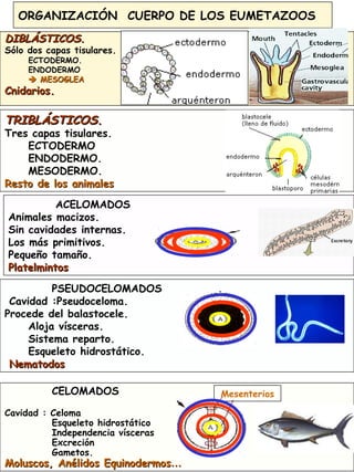 4
ORGANIZACIÓN CUERPO DE LOS EUMETAZOOS
DIBLÁSTICOSDIBLÁSTICOS..
Sólo dos capas tisulares.
ECTODERMO.
ENDODERMO
 MESOGLEAMESOGLEA
Cnidarios.Cnidarios.
TRIBLÁSTICOSTRIBLÁSTICOS..
Tres capas tisulares.
ECTODERMO
ENDODERMO.
MESODERMO.
Resto de los animalesResto de los animales
ACELOMADOS
Animales macizos.
Sin cavidades internas.
Los más primitivos.
Pequeño tamaño.
PlatelmintosPlatelmintos
PSEUDOCELOMADOS
Cavidad :Pseudoceloma.
Procede del balastocele.
Aloja vísceras.
Sistema reparto.
Esqueleto hidrostático.
NematodosNematodos
CELOMADOS
Cavidad : Celoma
Esqueleto hidrostático
Independencia vísceras
Excreción
Gametos.
Moluscos, Anélidos EquinodermosMoluscos, Anélidos Equinodermos……
Mesenterios
 