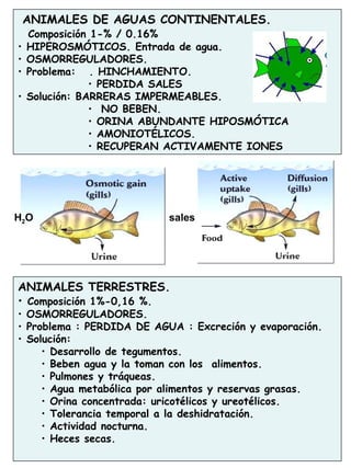 40
ANIMALES DE AGUAS CONTINENTALES.
Composición 1-% / 0.16%
• HIPEROSMÓTICOS. Entrada de agua.
• OSMORREGULADORES.
• Problema: . HINCHAMIENTO.
• PERDIDA SALES
• Solución: BARRERAS IMPERMEABLES.
• NO BEBEN.
• ORINA ABUNDANTE HIPOSMÓTICA
• AMONIOTÉLICOS.
• RECUPERAN ACTIVAMENTE IONES
ANIMALES TERRESTRES.
• Composición 1%-0,16 %.
• OSMORREGULADORES.
• Problema : PERDIDA DE AGUA : Excreción y evaporación.
• Solución:
• Desarrollo de tegumentos.
• Beben agua y la toman con los alimentos.
• Pulmones y tráqueas.
• Agua metabólica por alimentos y reservas grasas.
• Orina concentrada: uricotélicos y ureotélicos.
• Tolerancia temporal a la deshidratación.
• Actividad nocturna.
• Heces secas.
H2O sales
 