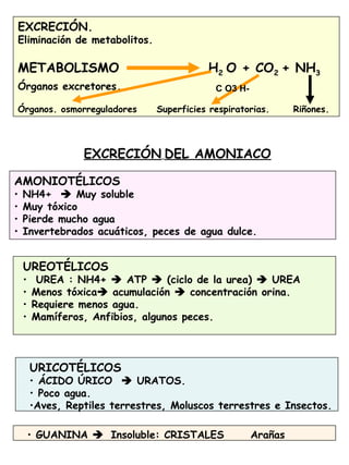 41
EXCRECIÓN.
Eliminación de metabolitos.
METABOLISMO H2 O + CO2 + NH3
Órganos excretores.
Órganos. osmorreguladores Superficies respiratorias. Riñones.
AMONIOTÉLICOS
• NH4+  Muy soluble
• Muy tóxico
• Pierde mucho agua
• Invertebrados acuáticos, peces de agua dulce.
C O3 H-
UREOTÉLICOS
• UREA : NH4+  ATP  (ciclo de la urea)  UREA
• Menos tóxica acumulación  concentración orina.
• Requiere menos agua.
• Mamíferos, Anfibios, algunos peces.
URICOTÉLICOS
• ÁCIDO ÚRICO  URATOS.
• Poco agua.
•Aves, Reptiles terrestres, Moluscos terrestres e Insectos.
• GUANINA  Insoluble: CRISTALES Arañas
EXCRECIÓN DEL AMONIACO
 