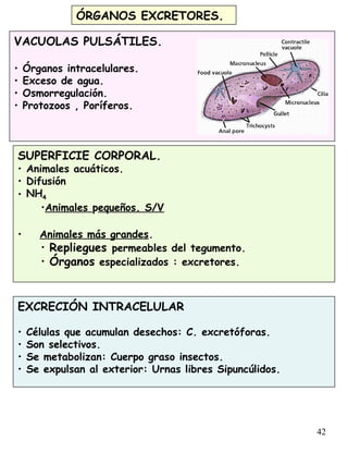 42
ÓRGANOS EXCRETORES.
VACUOLAS PULSÁTILES.
• Órganos intracelulares.
• Exceso de agua.
• Osmorregulación.
• Protozoos , Poríferos.
SUPERFICIE CORPORAL.
• Animales acuáticos.
• Difusión
• NH4
•Animales pequeños. S/V
• Animales más grandes.
• Repliegues permeables del tegumento.
• Órganos especializados : excretores.
EXCRECIÓN INTRACELULAR
• Células que acumulan desechos: C. excretóforas.
• Son selectivos.
• Se metabolizan: Cuerpo graso insectos.
• Se expulsan al exterior: Urnas libres Sipuncúlidos.
 