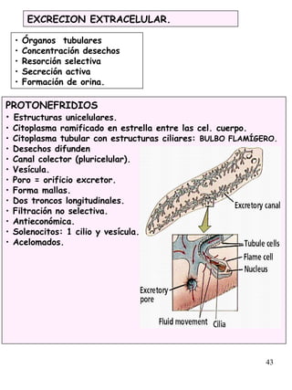 43
EXCRECION EXTRACELULAR.
PROTONEFRIDIOS
• Estructuras unicelulares.
• Citoplasma ramificado en estrella entre las cel. cuerpo.
• Citoplasma tubular con estructuras ciliares: BULBO FLAMÍGERO.
• Desechos difunden
• Canal colector (pluricelular).
• Vesícula.
• Poro = orificio excretor.
• Forma mallas.
• Dos troncos longitudinales.
• Filtración no selectiva.
• Antieconómica.
• Solenocitos: 1 cilio y vesícula.
• Acelomados.
• Órganos tubulares
• Concentración desechos
• Resorción selectiva
• Secreción activa
• Formación de orina.
 