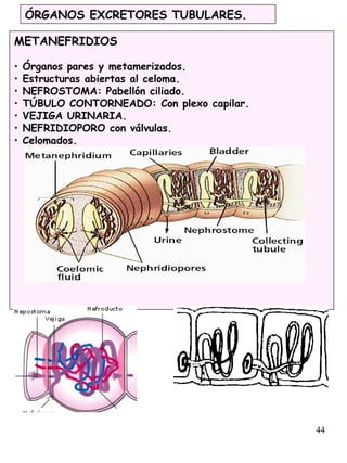 44
ÓRGANOS EXCRETORES TUBULARES.
METANEFRIDIOS
• Órganos pares y metamerizados.
• Estructuras abiertas al celoma.
• NEFROSTOMA: Pabellón ciliado.
• TÚBULO CONTORNEADO: Con plexo capilar.
• VEJIGA URINARIA.
• NEFRIDIOPORO con válvulas.
• Celomados.
 